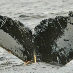 Fluke of NA-3473