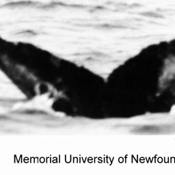 Fluke of NA-3955