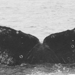 Fluke of CRC-11690