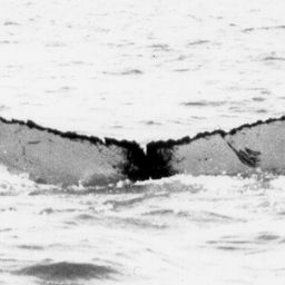 Fluke of NA-2466
