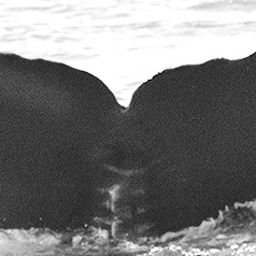 Fluke of CRC-15613