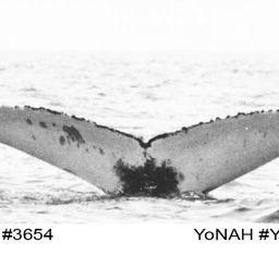Fluke of NA-3654