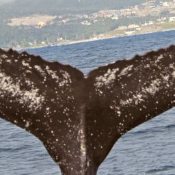 Fluke of NA-3616