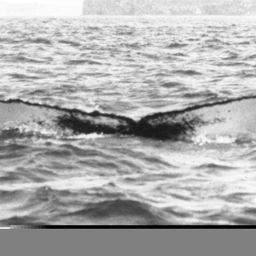 Fluke of NA-3884