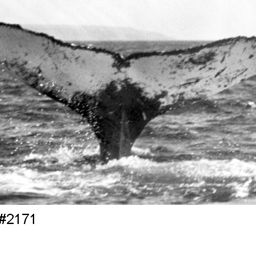 Fluke of NA-2171
