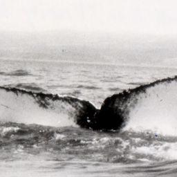 Fluke of NA-3811