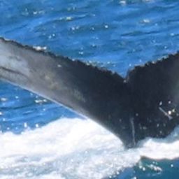 Fluke of HW-MN0802129