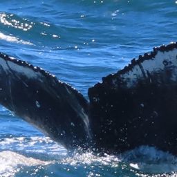 Fluke of HW-MN0801693
