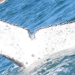 Fluke of HW-MN0801695