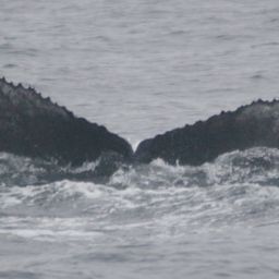 Fluke of HW-MN0410622