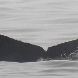 Fluke of CRC-20810