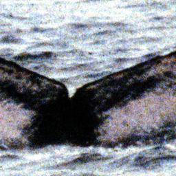 Fluke of PWF-EC_0188