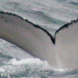 Fluke of PWF-EC_0089