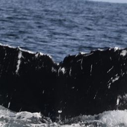 Fluke of NA-2350
