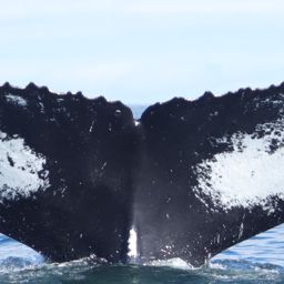 Fluke of NA-3649