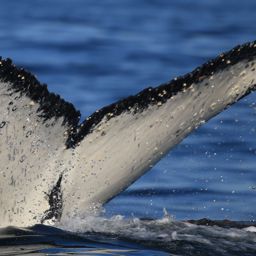 Fluke of HW-MN0801728