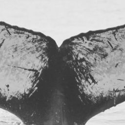 Fluke of CRC-12001