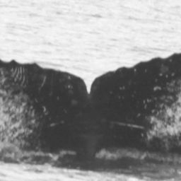 Fluke of CRC-12437