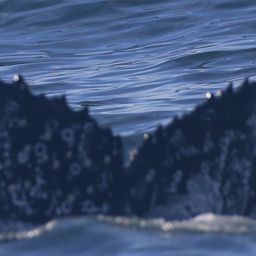 Fluke of HW-MN0801758