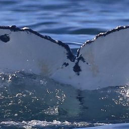 Fluke of HW-MN0801762