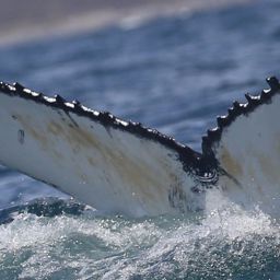 Fluke of HW-MN0801770