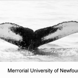 Fluke of NA-3470