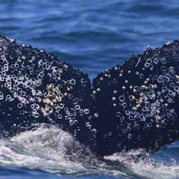 Fluke of HW-MN0801782