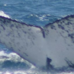 Fluke of PWF-EC_0773