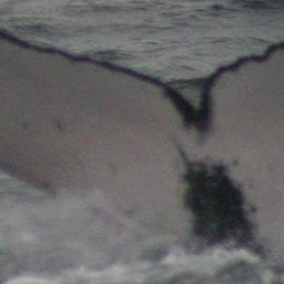 Fluke of PWF-EC_0816