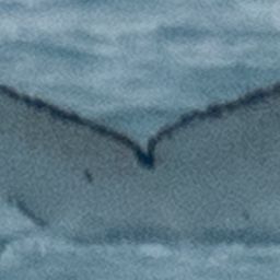Fluke of Cuieux