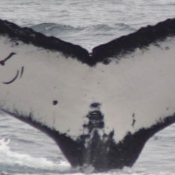 Fluke of PWF-EC_0942