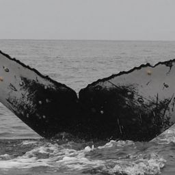 Fluke of HW-MN0801790