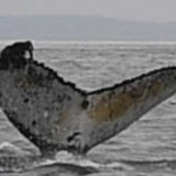 Fluke of HW-MN0801792