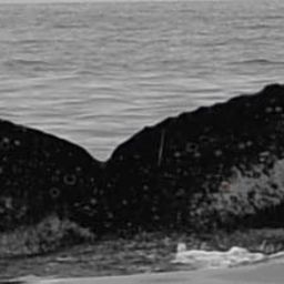 Fluke of HW-MN0801793