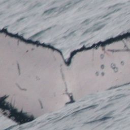 Fluke of PWF-EC_1398