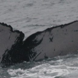 Fluke of PWF-EC_1510