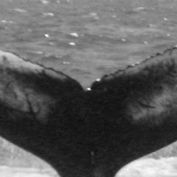Fluke of USFQ-EC0504
