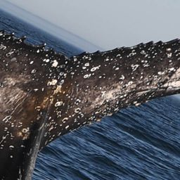 Fluke of HW-MN0801802