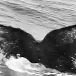 Fluke of USFQ-EC0727