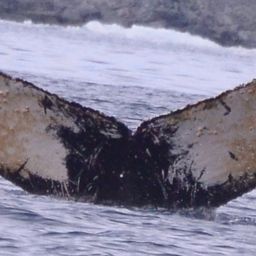 Fluke of PWF-EC_1575