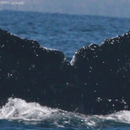 Fluke of CRC-10043
