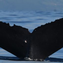 Fluke of HW-MN0443794