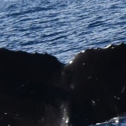 Fluke of HW-MN0443797