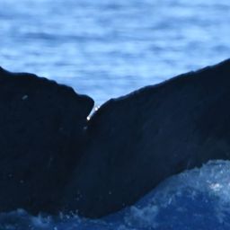 Fluke of HW-MN0443802