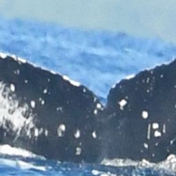 Fluke of HW-MN0443803