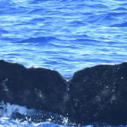 Fluke of HW-MN0443808