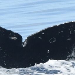 Fluke of HW-MN0443809