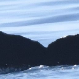 Fluke of HW-MN0443810