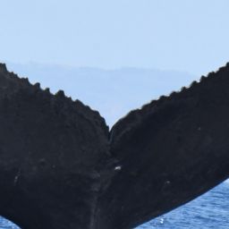 Fluke of HW-MN0443811