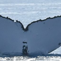 Fluke of HW-MN0443815